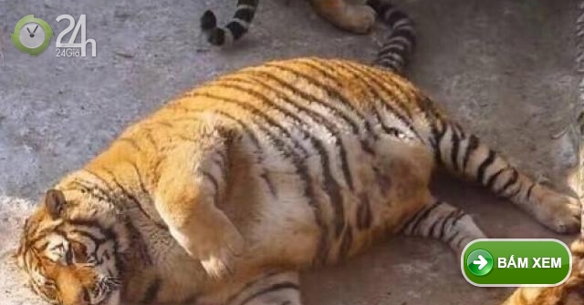 Thế giới động vật: Hổ béo núng nính vì "ăn Tết" ở Trung Quốc