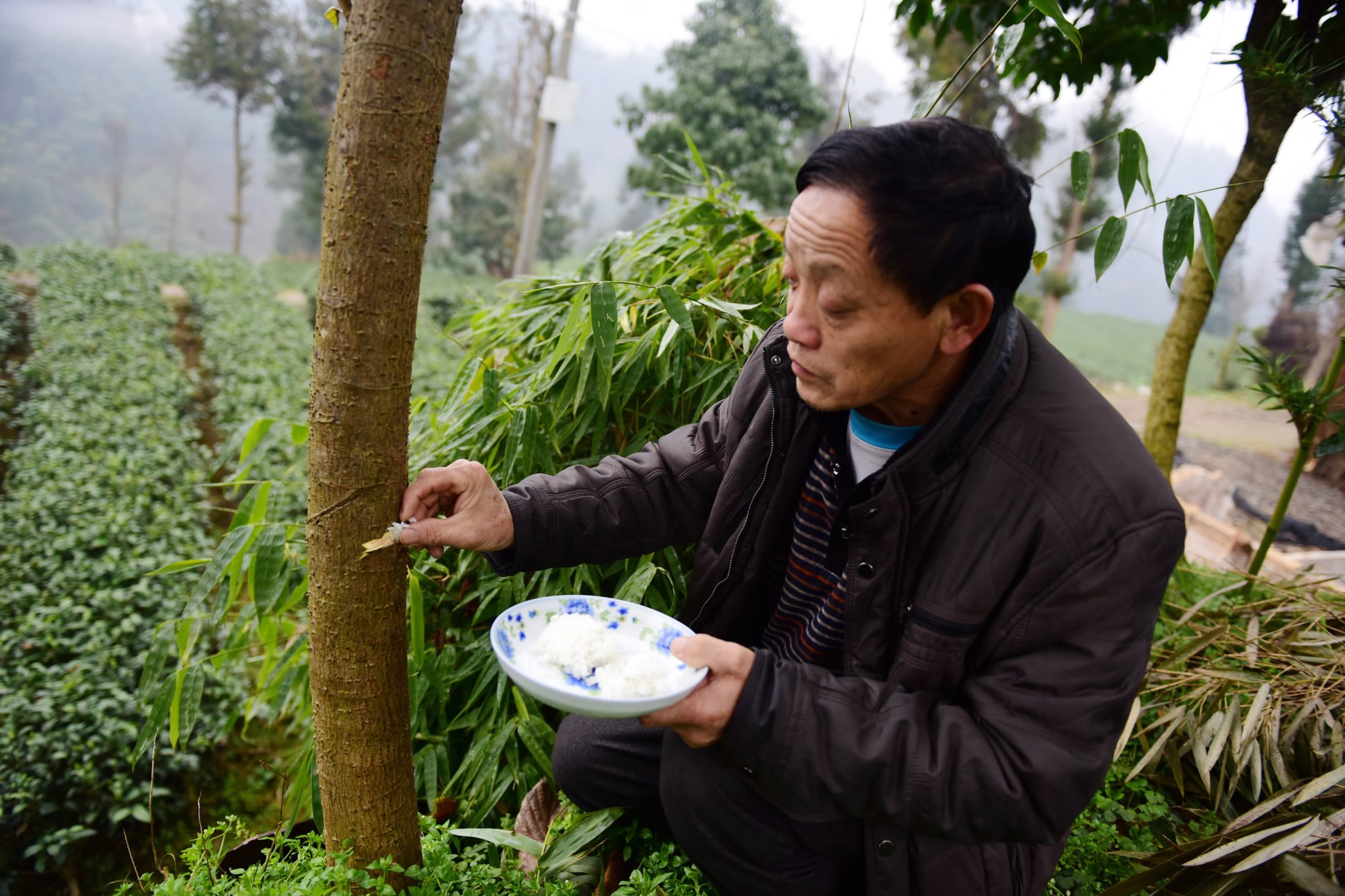 Dân làng Trung Quốc cho cây ăn cơm để “chóng lớn” - 1