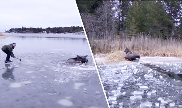 Thụy Điển: Dùng rìu đập nứt hồ băng, giải cứu nai mắc kẹt - 1