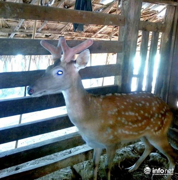 Lộc trong nhà ở ngay trên đầu con hươu! - 3