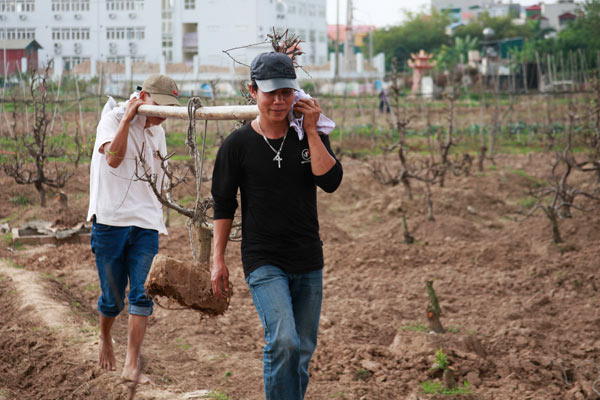 Chưa đến Rằm, nông dân đã tất bật trồng lại đào - 3