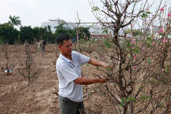 Chưa đến Rằm, nông dân đã tất bật trồng lại đào - 9