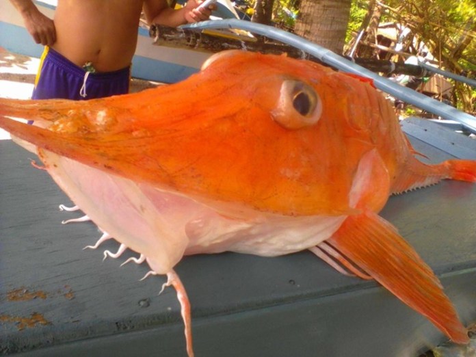 Philippines: Bắt được cá biển &#34;bọc thép&#34; cực kỳ quý hiếm - 1