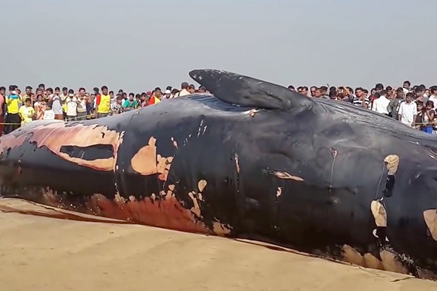 Video: Xác cá voi khổng lồ trôi dạt vào bờ biển Ấn Độ - 1