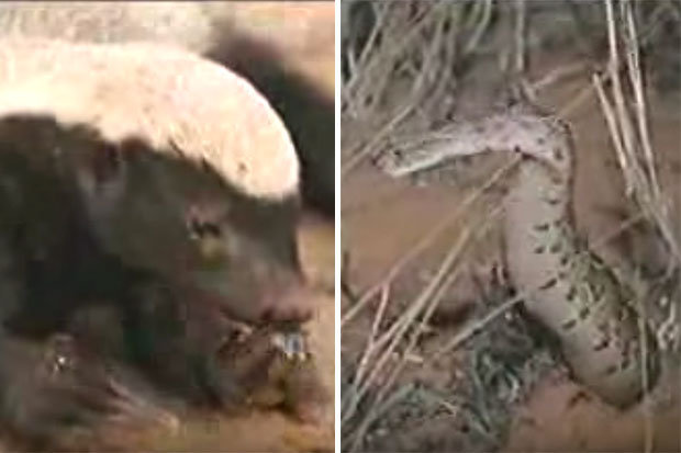 Video: Trận chiến nảy lửa giữa lửng mật và rắn kịch độc - 1