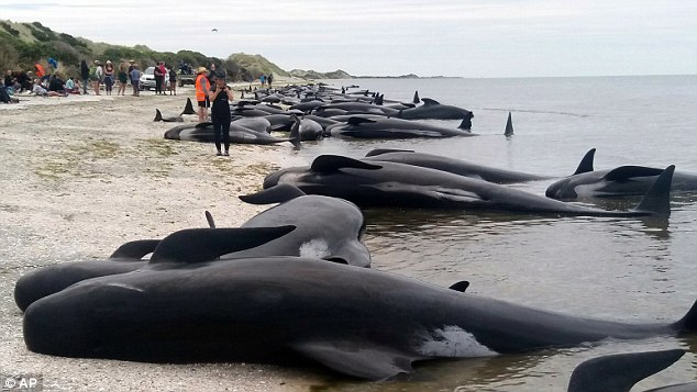 Sau một đêm, 400 cá voi mắc cạn bí ẩn ở New Zealand - 1