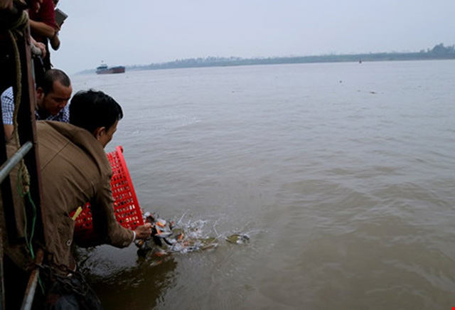 Đã xác định loại cá phóng sinh nghi “cá ăn thịt” ở Sông Hồng - 1