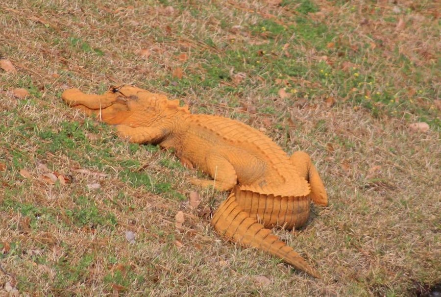 Phát hiện cá sấu màu cam bí ẩn ở Mỹ - 1