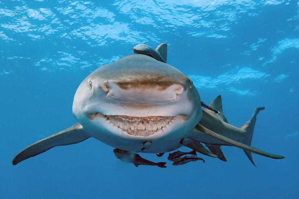 Cá mập Mỹ luôn nhe răng cười như “nhân vật” phim hoạt hình - 1