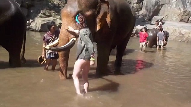 Thái Lan: Cả gan sờ vòi voi, cô gái bị hất tung người - 1