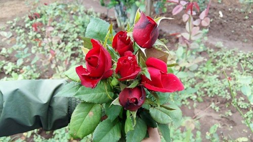 Hoa hồng khan hiếm, giá tăng vọt trước Valentine - 1