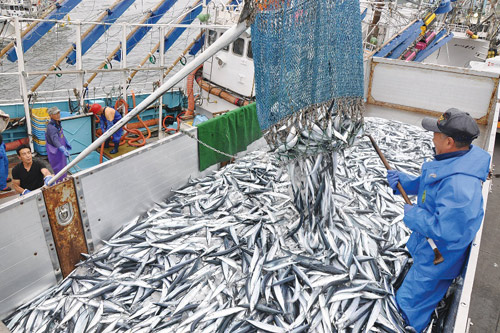 Cá Sanma Nemuro bồi bổ sức khỏe cả gia đình - 2