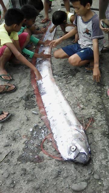 Cá mái chèo khổng lồ tiên đoán động đất ở Philippines? - 1