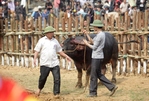 Đổ máu tìm ngôi vương tại lễ hội chọi trâu cổ xưa nhất VN - 12