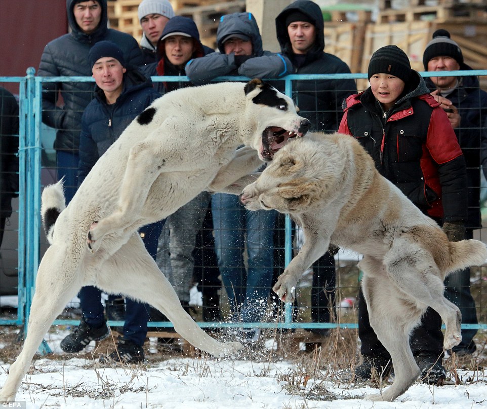 Chọi chó săn máu me đáng sợ ở Kyrgyzstan - 5