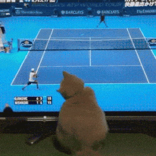 Ảnh động: "Chết ngất" với lũ mèo này mất - 5