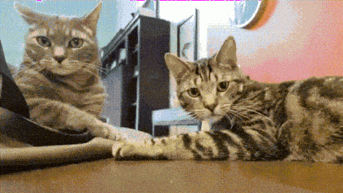 Ảnh động: "Chết ngất" với lũ mèo này mất - 7