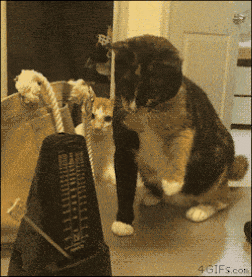 Ảnh động: "Chết ngất" với lũ mèo này mất - 11