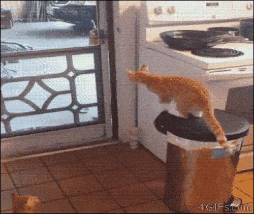 Ảnh động: "Chết ngất" với lũ mèo này mất - 13