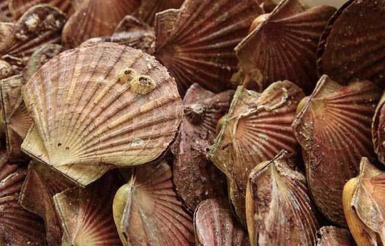 Thơm nức mũi sò điệp nướng mỡ hành - 2