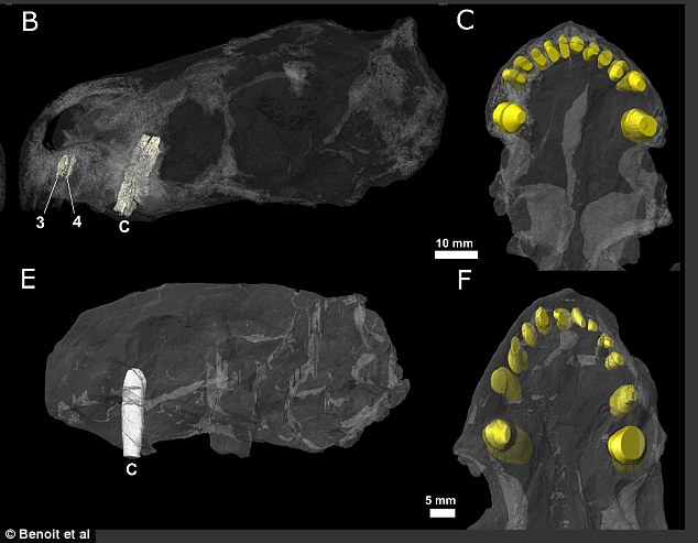 Bò sát lớn như chó, có nọc độc trước khi rắn xuất hiện - 3