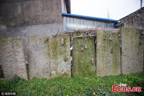 Trung Quốc: Dân dùng bia mộ cổ trăm năm để xây nhà - 1