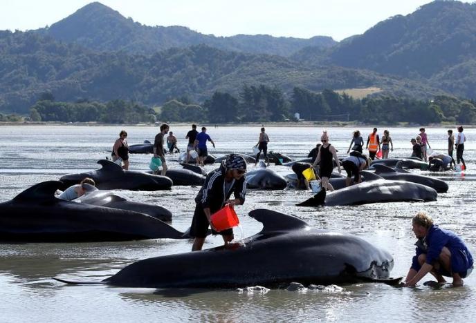 New Zealand đối phó 400 xác cá voi sắp phát nổ - 3