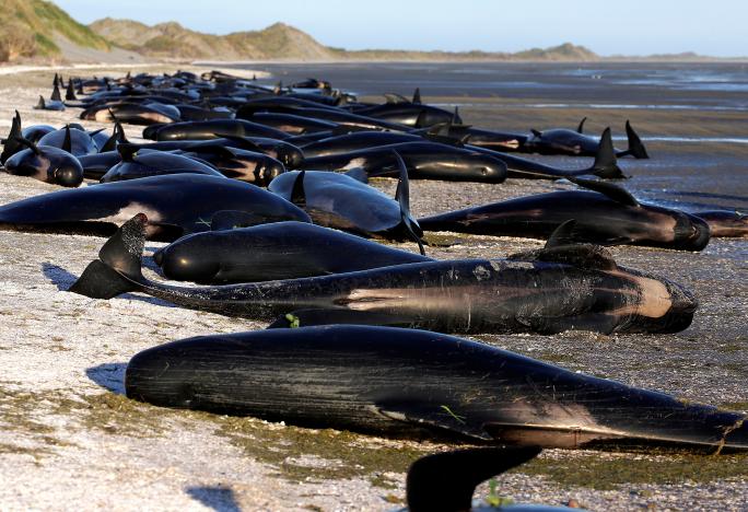 New Zealand đối phó 400 xác cá voi sắp phát nổ - 1