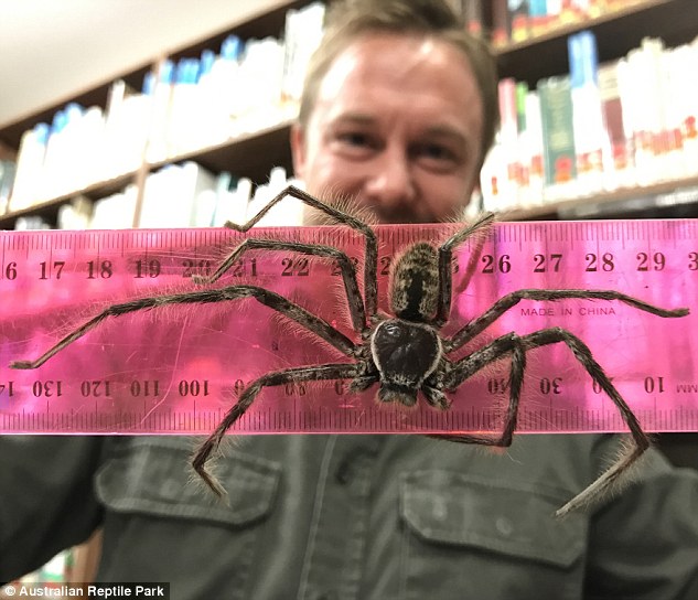 Phát hiện nhện quái vật dài gần gang tay ở Australia - 1