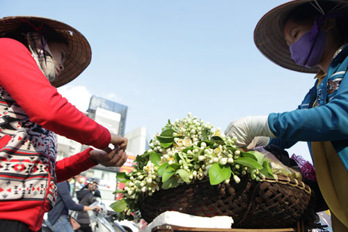 Chùm ảnh: Mùa hoa bưởi dịu dàng xuống phố - 3