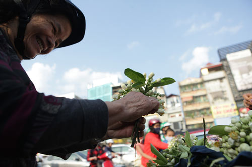 Chùm ảnh: Mùa hoa bưởi dịu dàng xuống phố - 9