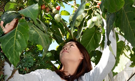 Cà chua siêu đắt 1 triệu đồng/kg trồng được ở Lâm Đồng - 1