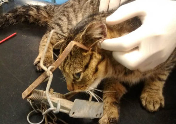 Mèo tò mò dính bẫy chuột, nguy cơ chấn thương não - 1