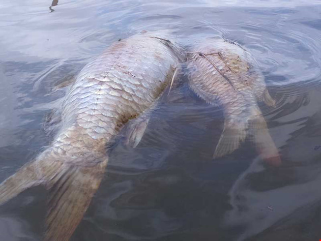 Quảng Nam: Xác minh nguyên nhân cá chết trên sông Bàn Thạch - 1
