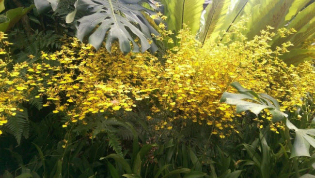 Vườn Lan Quốc gia cũng là nơi lưu giữ giống hoa phong lan Vanda Miss Joaquim, được vinh dự chọn làm quốc hoa của Singapore.