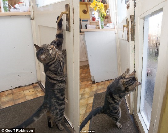 Mèo đứng 2 chân, mở cửa như người để chuồn đi chơi - 1
