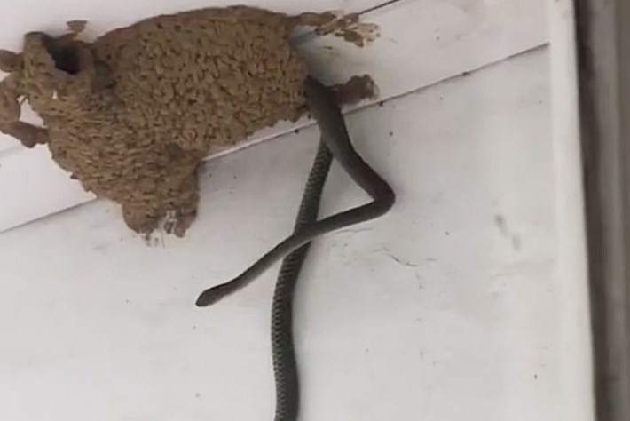Video: Cặp rắn kịch độc trèo tường nhà, săn tìm chim non - 1