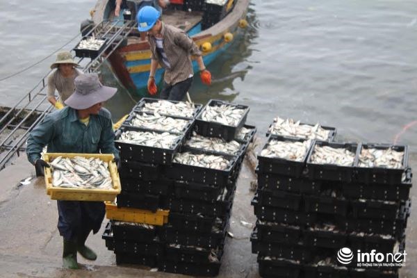 Ngư dân Vũng Áng trúng đậm “lộc biển” - 3