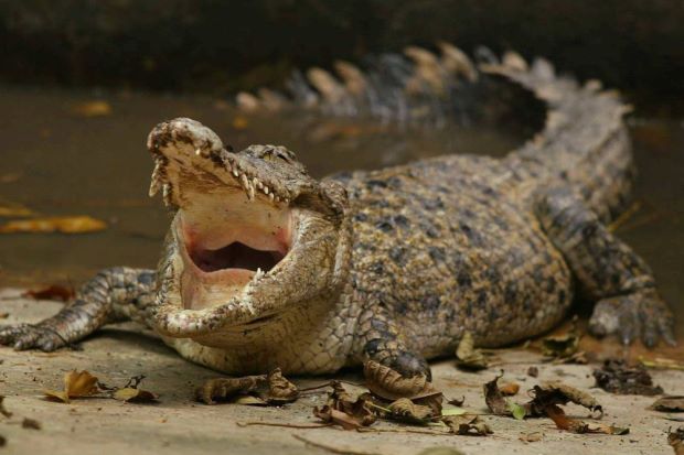 Vuốt ve cá sấu nặng 800kg, người đàn ông hối hận suốt đời - 1