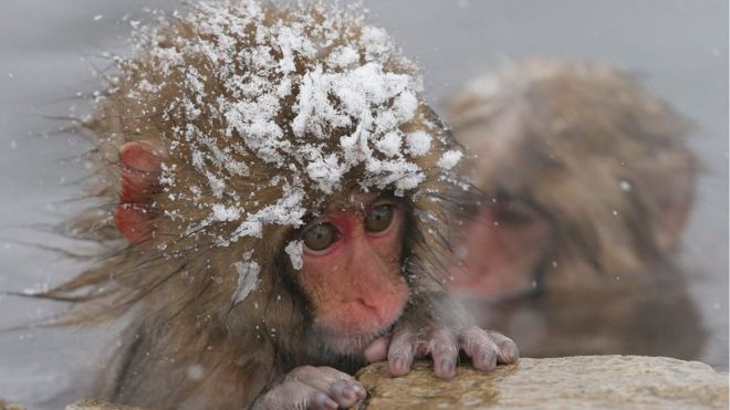 Vì môi trường, sở thú Nhật giết 57 khỉ tuyết - 1