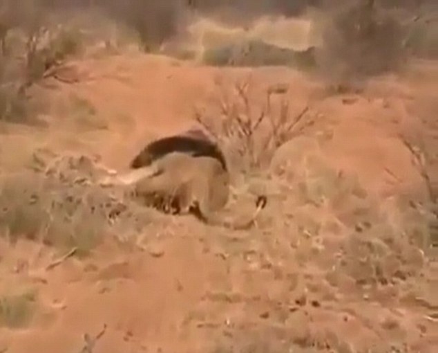 Phó thủ tướng Ả Rập đăng video săn sư tử đực hung hãn - 1