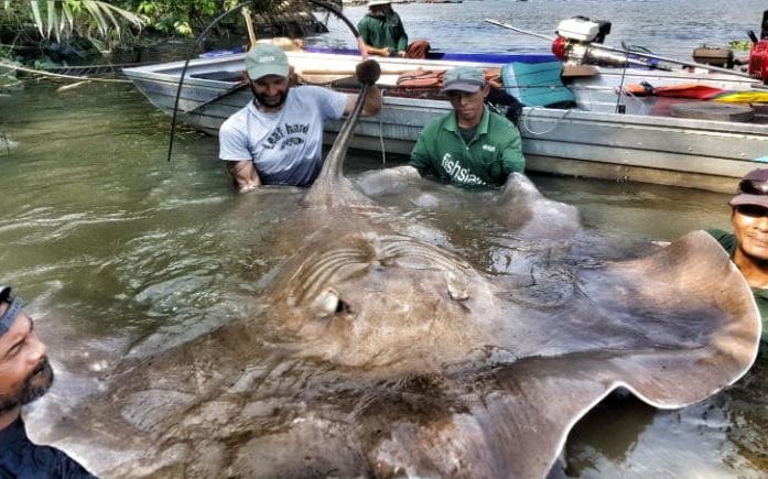 Bắt được cá đuối “quái vật” dài 2m, nặng 240kg ở Thái Lan - 1
