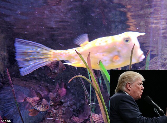Chú cá có ngoại hình giống hệt Donald Trump - 1