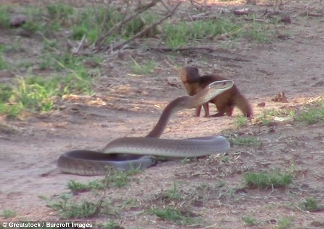 Cầy liều mạng đánh đuổi rắn khổng lồ độc nhất châu Phi - 1