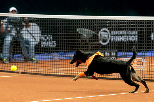 Tennis &#34;dị&#34;: Phục vụ siêu sao bằng chó hoang - 1