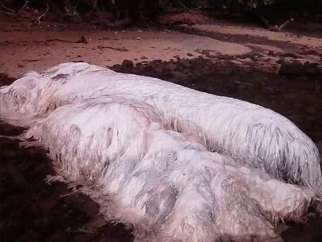 “Quái vật” lông trắng kì dị trôi dạt bờ biển Philippines - 1