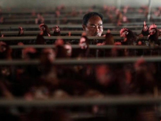 Trung Quốc khẩn cấp đóng cửa chợ gia cầm vì H7N9 - 1