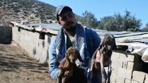 Con vật nửa cừu nửa dê cực hiếm ra đời ở Thổ Nhĩ Kỳ - 1