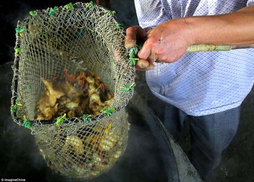 Trung Quốc: Hàng ngàn vịt con bị luộc sống gây phẫn nộ - 4