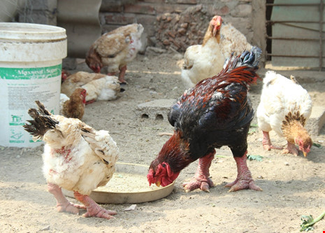 Tròn mắt ngắm cặp chân khủng của “vua gà” Đông Tảo - 2